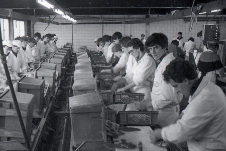 In de Vis – Een nieuwe kroniek